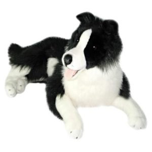 weighted dog border collie